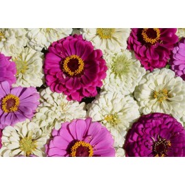 The Gardening World 100 Blueberry Cheesecake Zinnia Mix Flower Seeds Zinnia Elegans, Purple, Lavender, White, TGW-ZEBC1