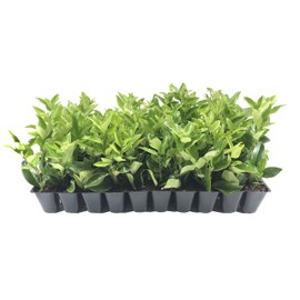 Ligustrum Waxleaf Privet - 30 Live Plants 2" Pot Size - Evergreen Privacy Hedge