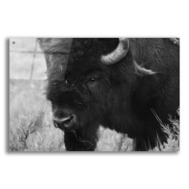 Epic Art 'Yellowstone Bison' by Lori Deiter, Acrylic Glass Wall Art, 36"x24"