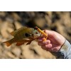 Rebel LIVEFLEX™ Shore Shiner Soft Plastic - Smallie - 2"