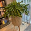 Philodendron Xanadu Winterbourn - Size: 6in Pot, 17-20in