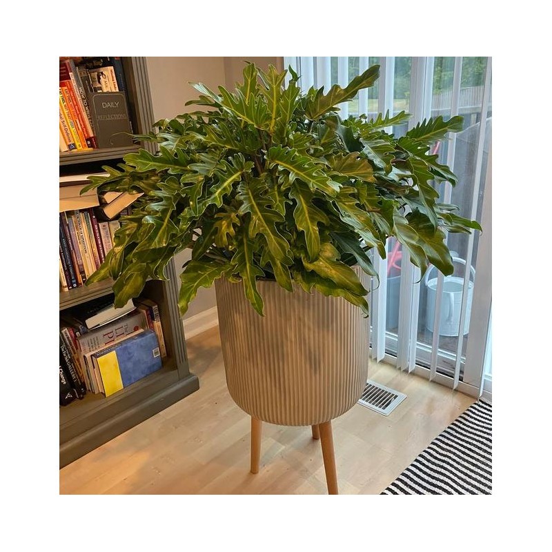 Philodendron Xanadu Winterbourn - Size: 6in Pot, 17-20in