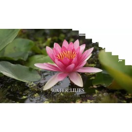 3 Pack Water Lily Live Tubers Plants Aquatic Colorful Pond Freshwater Flower