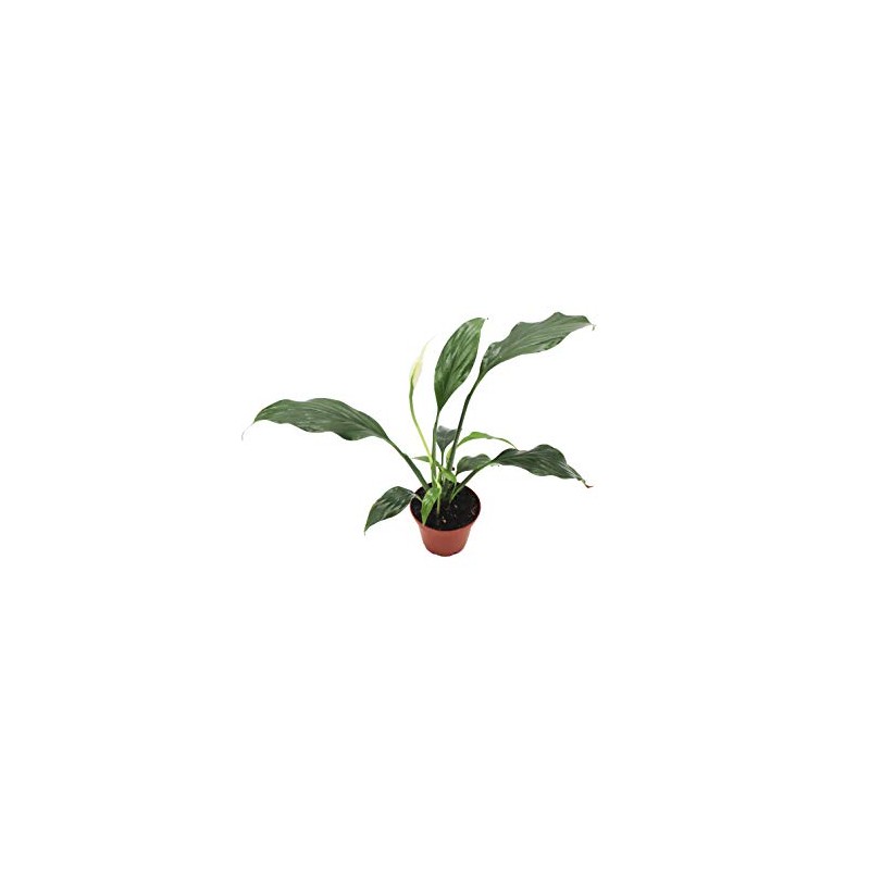Peace Lily - 3'' from California Tropicals