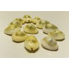 SHIVOHAM Lakshmi Peeli Kawri Yellow Cowrie Shells for Laxmi Puja,
