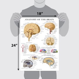 Palace Learning Brain Anatomy Poster - Laminated - Anatomical Chart of the Human Brain