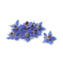 Fresh Borage Flower Seeds 75+ (Borago Officinalis) | A Medicinal Herb & Edible Flower