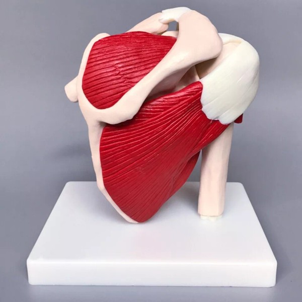 Unbranded Human Shoulder Joint Model with Muscles and Ligaments Anatomic