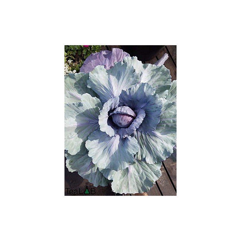 BioChar : PyroChar Pyrolysis Based Biochar: 1 Cubic Foot