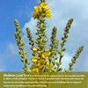 Mullein Leaf Tea, Mullein Leaf Tea Bags for Respiratory, Natural