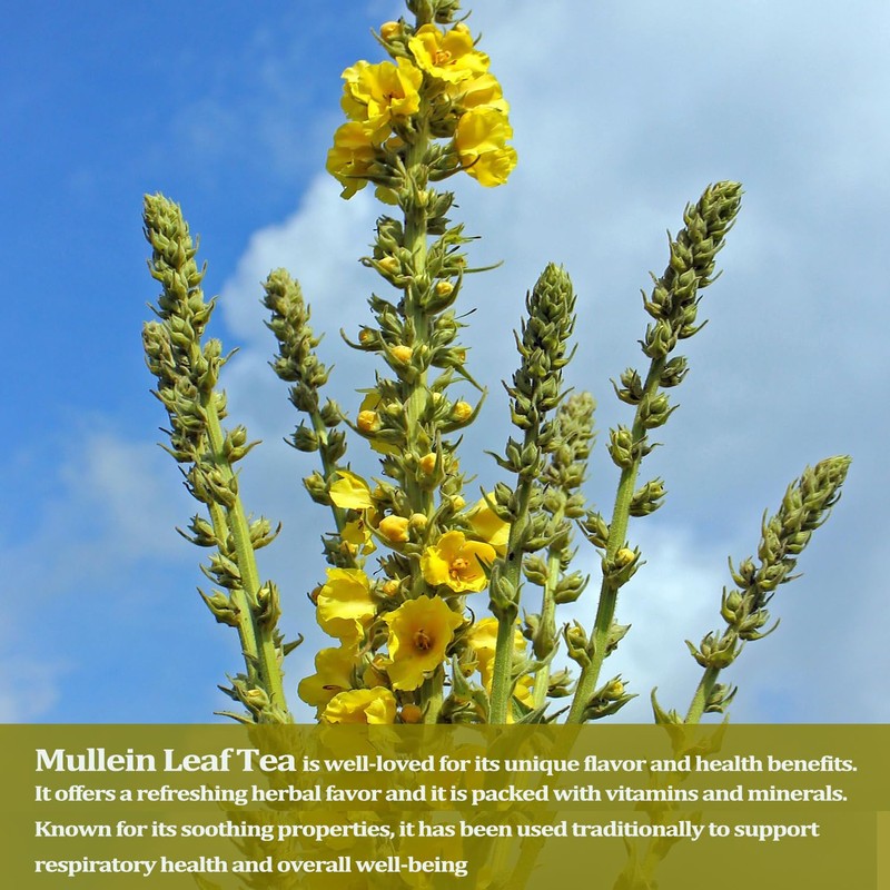 Mullein Leaf Tea, Mullein Leaf Tea Bags for Respiratory, Natural