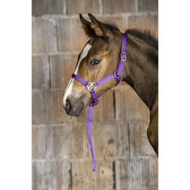 Ekkia Foal Halter with Adjustable Nose and Neck Strap Purple