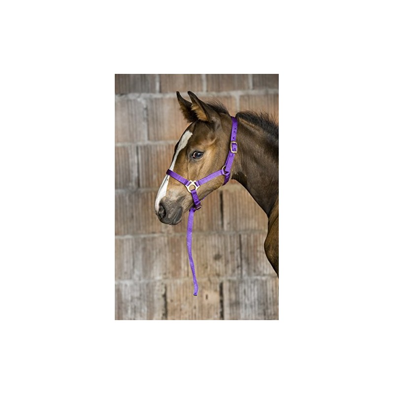 Ekkia Foal Halter with Adjustable Nose and Neck Strap Purple