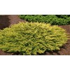 Lime Glow Juniper - 3 Live Plants - Juniperus Horizontalis