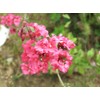 Clarkia Flower Seeds – Elegant Double Light Salmon (Clarkia Unguiculata)