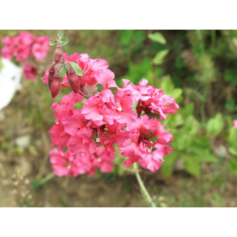 Clarkia Flower Seeds – Elegant Double Light Salmon (Clarkia Unguiculata)