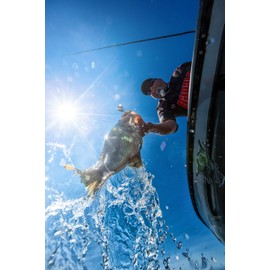 Rapala(ラパラ) クランクベイト DT ダイブストゥ 5cm 12g ペンギン PNGN DT6-PNGN ルアー