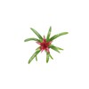 Purple Bromeliad -4'' from California Tropicals