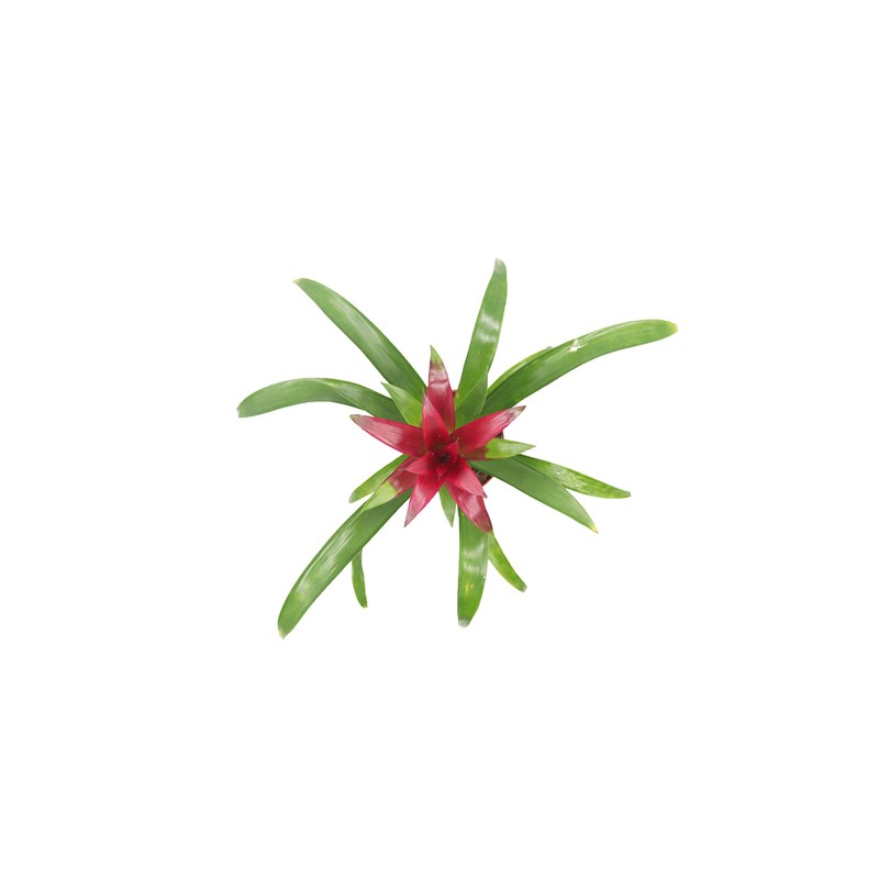 Purple Bromeliad -4'' from California Tropicals