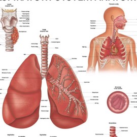 Anatomy Lab Human Respiratory System Laminated Anatomy Poster, 17.3 x 22.5 Inches, Body System Diagram