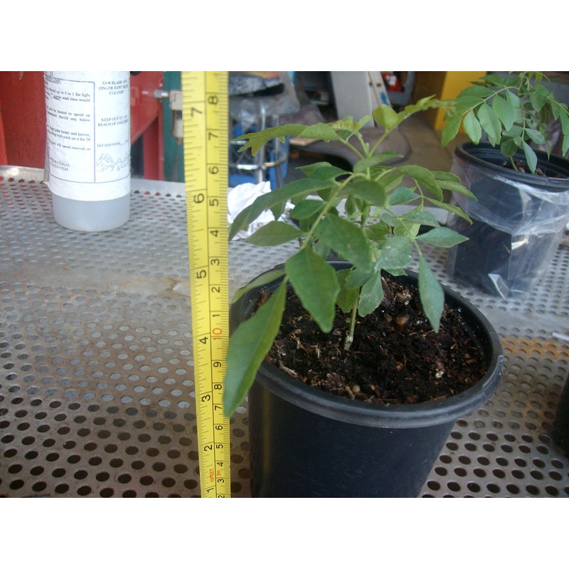 Gamthi Curry Leaf Plant