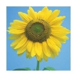 Sunflower Mammoth Large Gray Stripe Nice Garden Flower by Seed Kingdom Bulk 1,000 Seeds