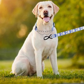 Pimaodog Martingale Dog Collar, 5FT Dog Leash Padded, Slip Dog Collar and Leash Set with Daisy Floral Design Stainless Steel Chain Modified Cinch Collar (Dark Blue, Medium)