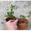 Bonsaisteve Quercus wislizeni seedling, Interior Live Oak, California Evergreen Oaks