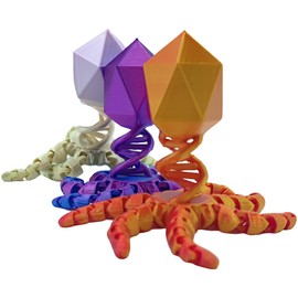 3D Printed bacteriophage Cell Model 3IN1| Clearly Labeled Organelles | Useful for Biology, Anatomy & Science Projects