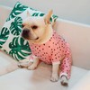 CuteBone Small Dog Pajamas Shirt Stretchy Summer Puppy Pjs Soft