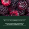 Eclectic Herb - Black Raspberry Powder Superfood Supplement | Nutritional
