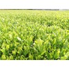 2024 New Tea Ureshino Tea Premium Special Selection Set of