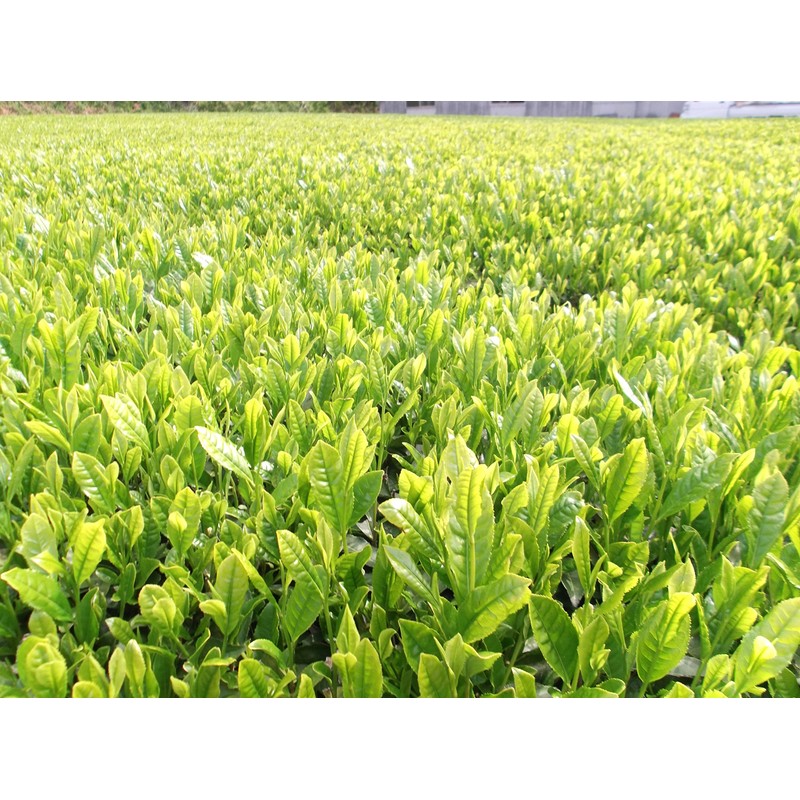 2024 New Tea Ureshino Tea Premium Special Selection Set of