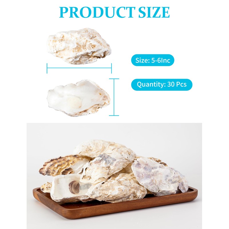 30Pcs Extra Large Oyster Shells for Crafts （ 5"-6"） ,