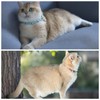 Spiked Cat Collar with Bells, Breakaway Genuine Leather Protective Collar