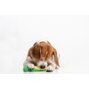 Puffy Crew Squeaky Dog Plush Toy, Bite_Stick Collection, 8'', for