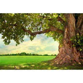 Yeele 8x6ft Spring Backdrop for Photography Spring Park Meadow Old Tree Background Outdoor Picnic Nature Scenery Kids Adult Photo Booth Shoot Vinyl Studio Props Y2ZR00686