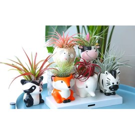 Melphoe 6 Pcs Air Plant Holders Cartoon Shaped Small Succulent Pot Animal Planter Small Ceramic Plant Pot Drainage for Mini Plant Cactus Flower, Tillandsia Air Fern, Display Stand Home, Office Desktop