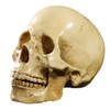Model 1: 1 Resin Human Skull Anatomical Teaching Decoration Yellow