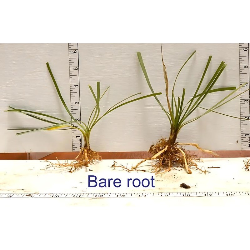 Classy Groundcovers, Liriope spicata, Ophiopogon spicatus (50 Bare Root Plants)