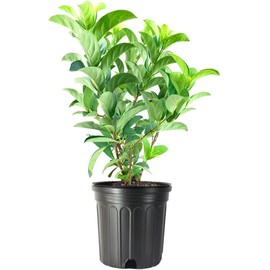 Sweet Viburnum Odoratissimum | 2 Live #1 Size Plants | Fast Growing Evergreen Privacy Screening Shrubs