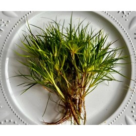 12 Creeping Rush-Great for nano aquariums and tanks with sand substrate!