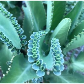 Gar-Zen Botanical Designs Kalanchoe daigremontiana Mother of Millions 5 inch starter plant.
