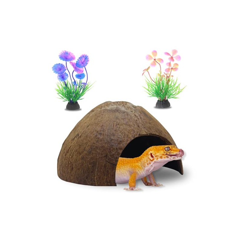 FAVOZIO Half Coconut Shell Hut Unpolished