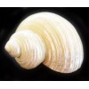 One Polished Silver Turbo Shell (2" / 1" opening) Medium