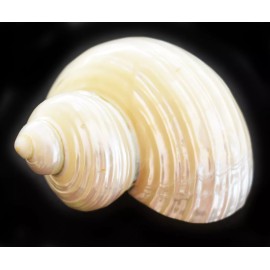 One Polished Silver Turbo Shell (2" / 1" opening) Medium Hermit Crab Aquarium