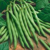 The Gardening World 100 Blue Lake Bush Beans Heirloom Seeds