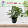 Florida House Plants Zebra Plant, Aphelandra squarrosa, Zebraplant in a