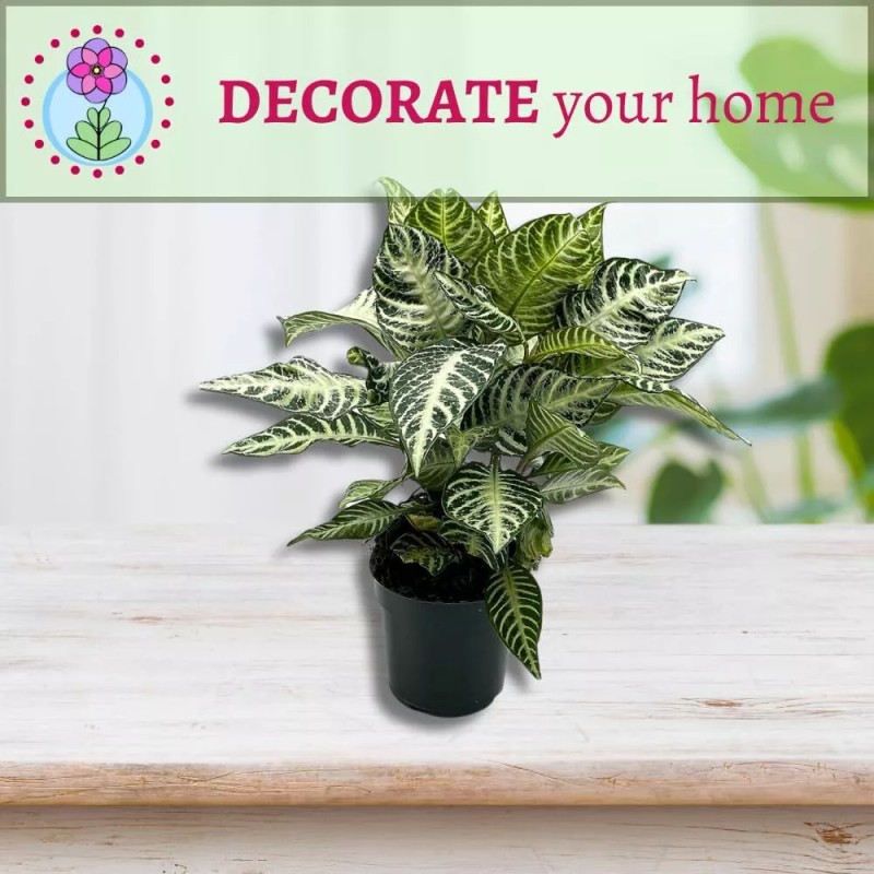 Florida House Plants Zebra Plant, Aphelandra squarrosa, Zebraplant in a