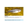 sera Phyto Med Protection Azid Medication for ornamental fish against